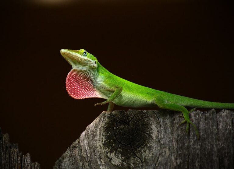 What It Really Means When The Anoles Quietly Abandon Your North Carolina Garden Beds