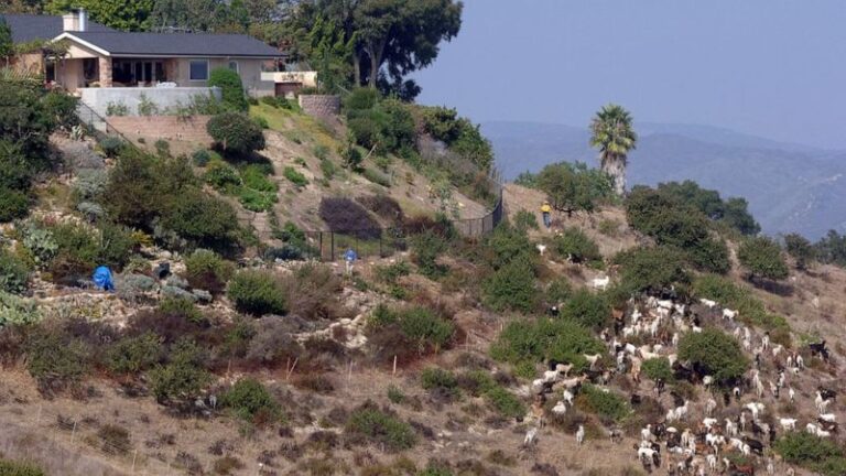 When Steep Weedy Slopes Have You Stumped, Here’s What Targeted Goat Grazing Can Actually Do