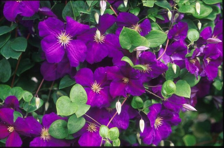 17 Easy Ways To Revive A Clematis That’s Quietly Given Up On Blooming