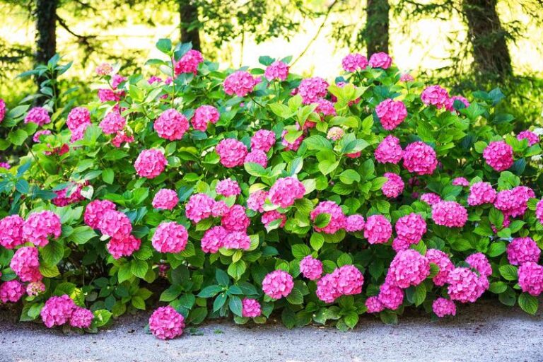 20 Ways To Grow Endless Summer Hydrangeas With Huge, Show-Stopping Blooms