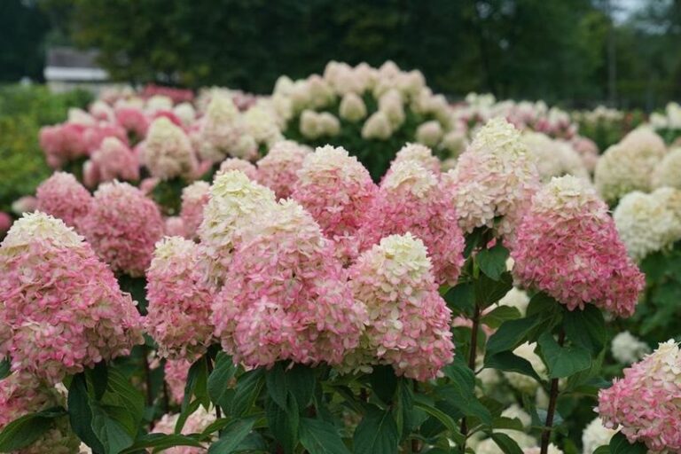 The One Thing North Carolina Panicle Hydrangeas Need In Late Summer Or The Show-Stopping Blooms Fade Early