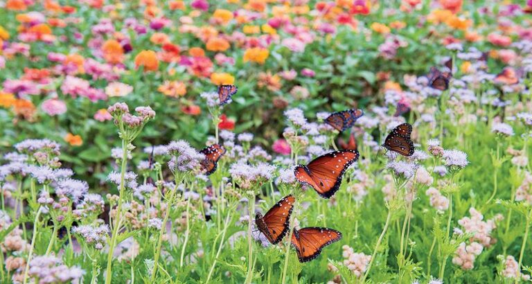 If These 15 Butterflies Land In Your Garden, You’re Doing Everything Right