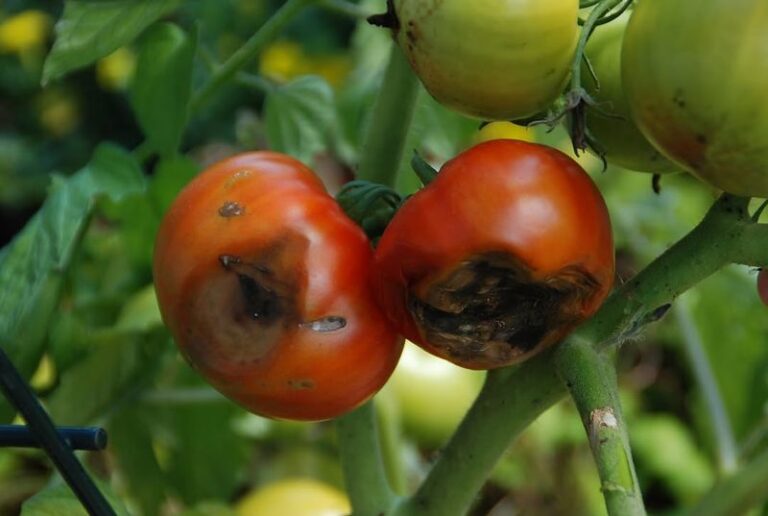 17 Mistakes That Quietly Rot Your Tomatoes On The Vine Before They Ever Ripen