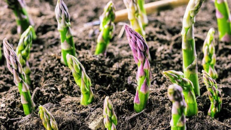 Here’s The North Carolina Perennial Vegetable You Plant Once And Harvest Every Spring For 20 Years