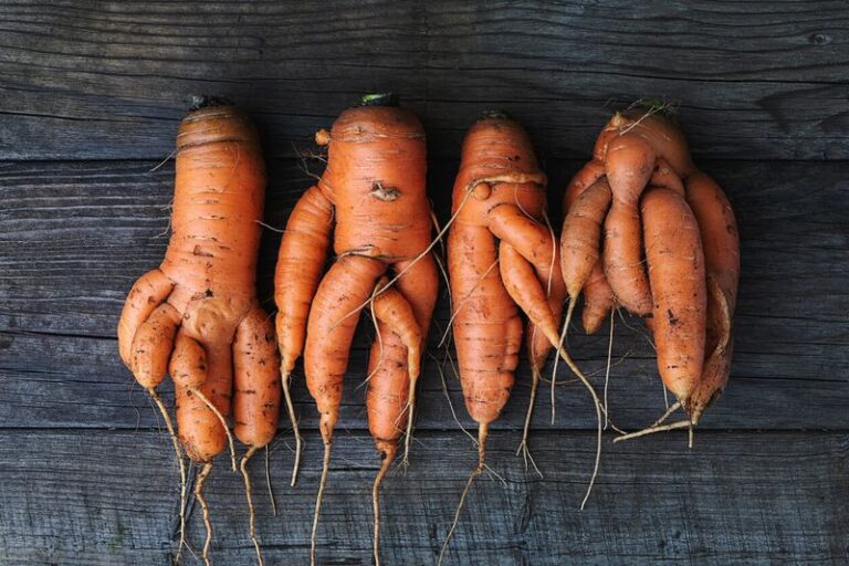 If Your Fall Carrots Grow Feathery Green Tops But Fork Into Twisted, Stubby Roots, Rocky Soil Is Splitting Them