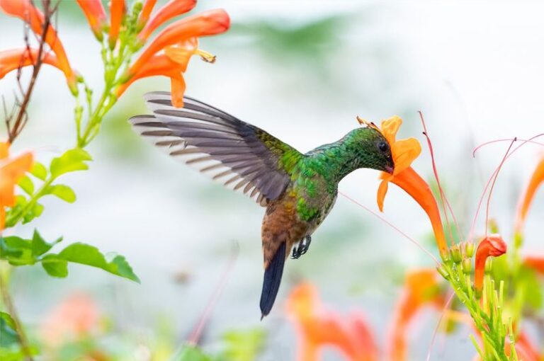 12 Flowers Hummingbirds Simply Can’t Resist In Your Backyard