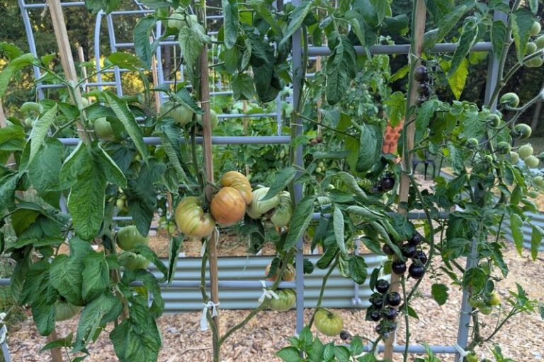 5 Reasons To Top Your Tomato Plants Right Now—And Exactly When And How To Do It