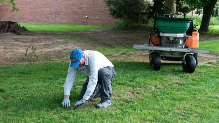 If Your Bare Lawn Spots Never Fill Back In, Here’s The Real Cause To Fix First