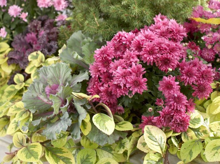 If Your Container Blooms Sulk And Underperform, Here Are 8 Flowers That Actually Thrive In Pots