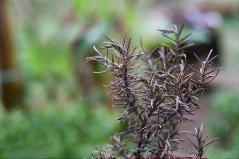 If Your Rosemary Grows Woody Stems But Wilts And Yellows In Its Pot, Soggy Roots Are Drowning It Slowly