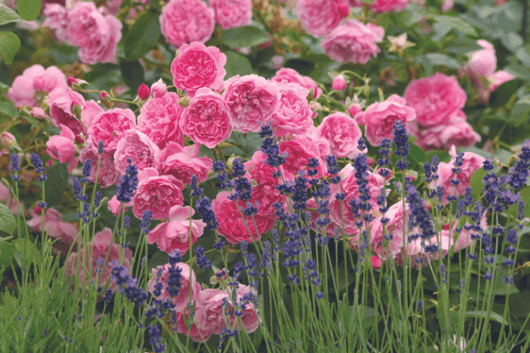 If Your Late-Summer Roses Keep Getting Chewed Ragged, These Fragrant Companions Send Beetles Elsewhere