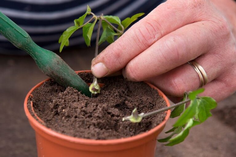 If You Want More Clematis For Free, Here Are 8 Softwood Cutting Steps That Actually Root