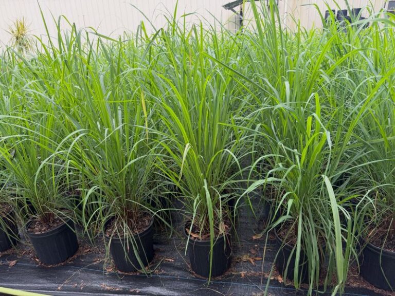 The Reason North Carolina Gardeners Are Tucking Lemongrass Right Beside The Patio This Summer
