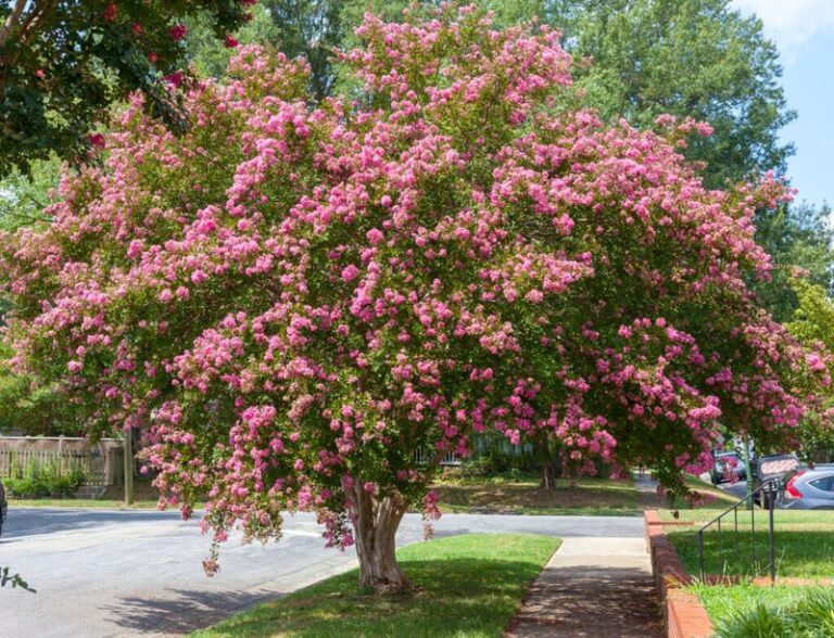 Why North Carolina Homeowners Should Never Casually Move An Established Crape Myrtle