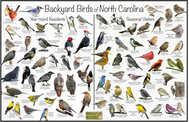 If These 15 Birds Show Up At Your Feeder, Your North Carolina Yard Is Doing Everything Right