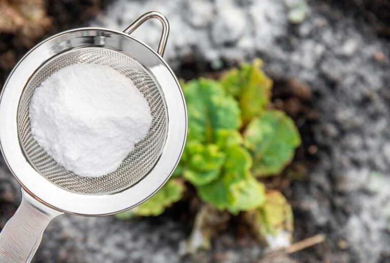 15 Kitchen Ingredients That Quietly Fix Common Garden Problems (And 4 That Do More Harm Than Good)
