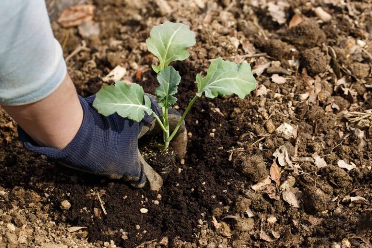 The One Thing North Carolina Fall Broccoli Needs When You Transplant It Now Or The Heads Stay Loose