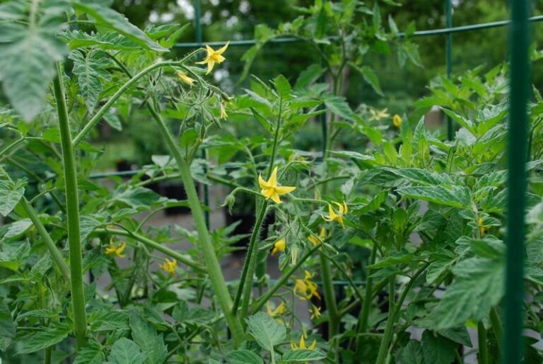 If Your Tomatoes Grow Tall And Leafy But Won’t Set Fruit, Here Are 13 Fixes To Turn It Around