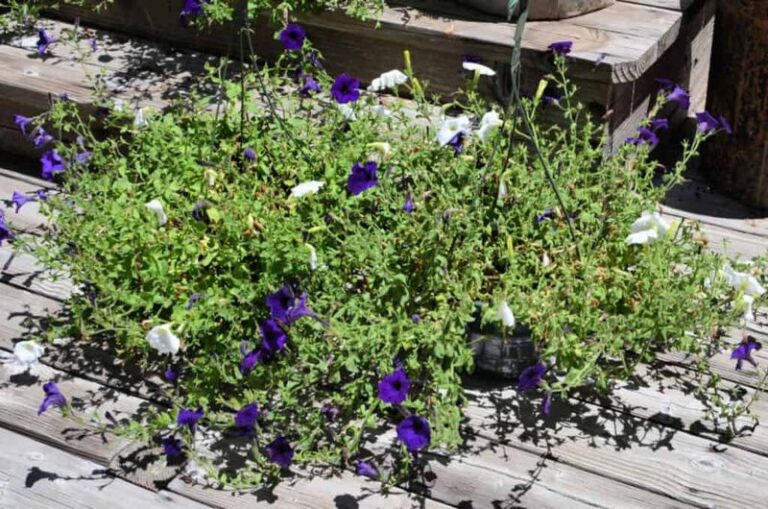 If Your Petunias Turn Leggy And Stop Blooming, Here Are 13 Rescue Moves (And 3 Mistakes That Stall Recovery)