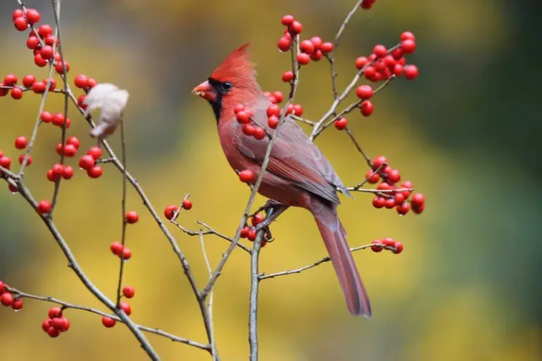 If You Want More Cardinals Blazing Red In Your Yard, Here Are 13 Native Berry Shrubs That Fuel Their Color