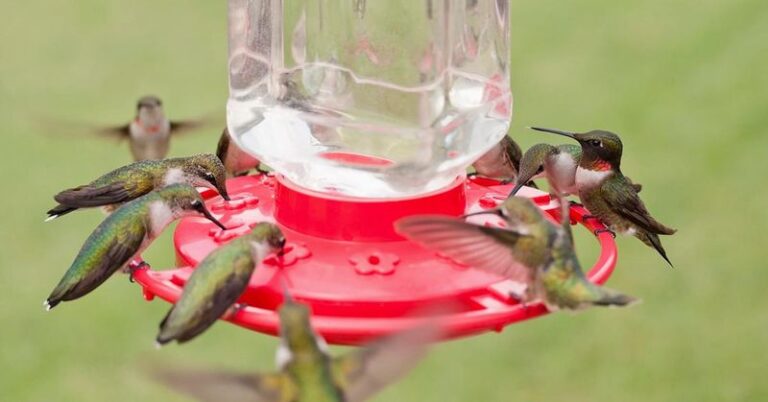 12 Hummingbird Nectar Mixes That Actually Work-And 6 You Should Never Put In A Feeder