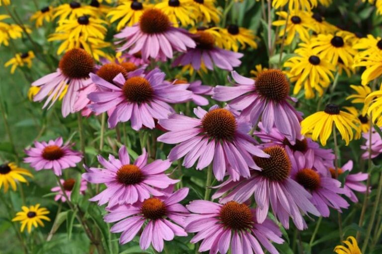 If Your Coneflowers Fade Fast In Late Summer, Here Are 15 Fixes That Keep The Blooms Coming (And 3 Mistakes That Cut The Show Short)