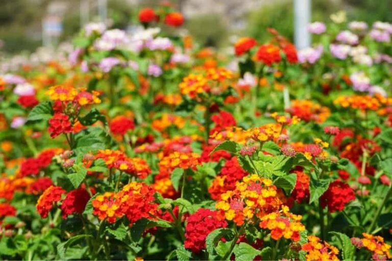 If Your Lantana Slows Its Blooms When The Heat Climbs, Here Are 13 Easy Moves That Keep The Color Coming