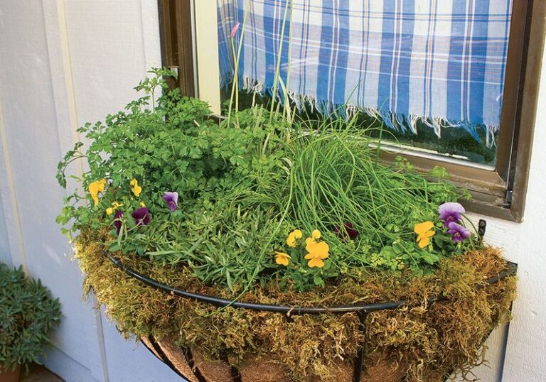 The Most Underrated North Carolina Herb You Tuck Into Window Boxes This September For Cuttings All Fall