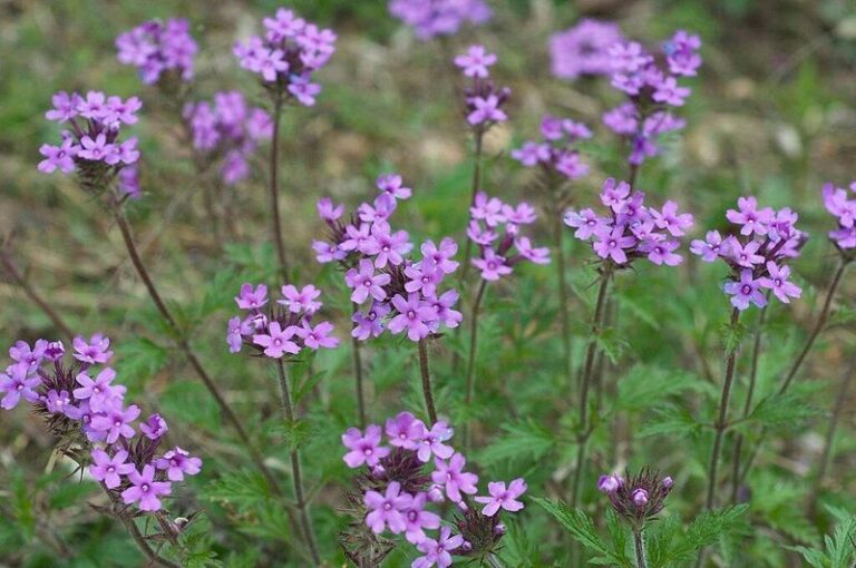 The Most Underrated North Carolina Native Perennial That Keeps Blooming In Full Sun From Spring Through Fall
