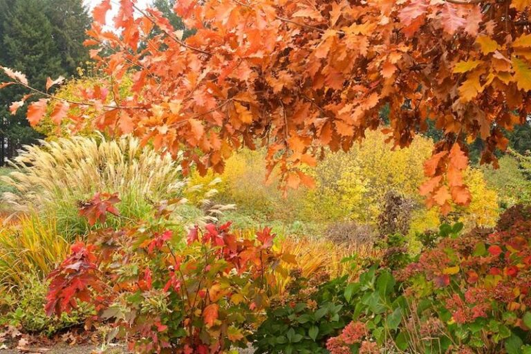 If Your Backyard Feeder Draws Sparrows But No Chickadees, These Fall Shrubs Give Them A Reason To Stay