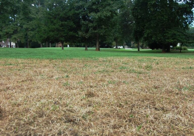 If Fall Armyworms Turn Your Lawn Brown Overnight, Here Are 12 Signs And Fixes Before They Spread