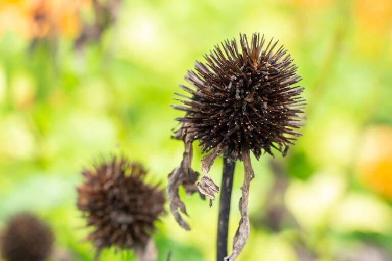If You Want More Coneflowers Next Year, Here Are 15 Steps To Save The Seeds (And Exactly When To Do It)