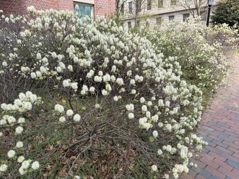 The Hard-To-Find North Carolina Native Shrubs That Serious Gardeners Say Are Worth Hunting Down