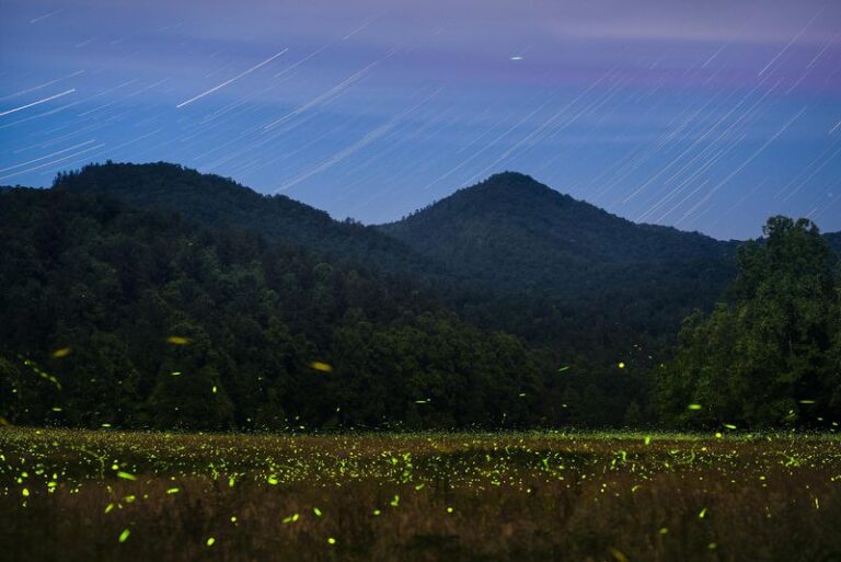 What It Really Means When Fireflies Fill Your North Carolina Yard At Dusk In Late Summer
