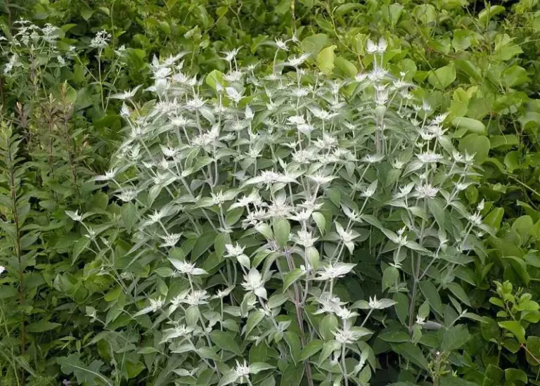 The Most Underrated North Carolina Silvery Native That Lights Up A Front Border And Holds Its Color All Summer