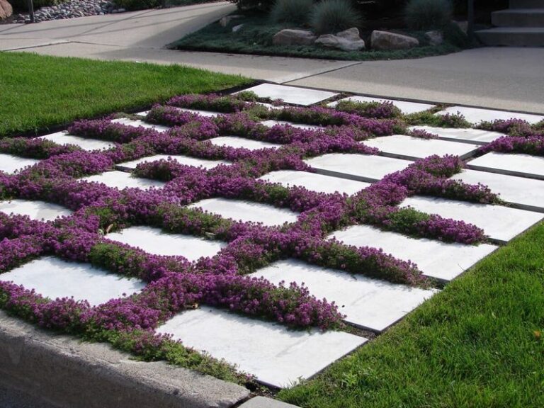 7 North Carolina Native Ground Covers That Fill The Gaps Between Pavers So Weeds Never Move In