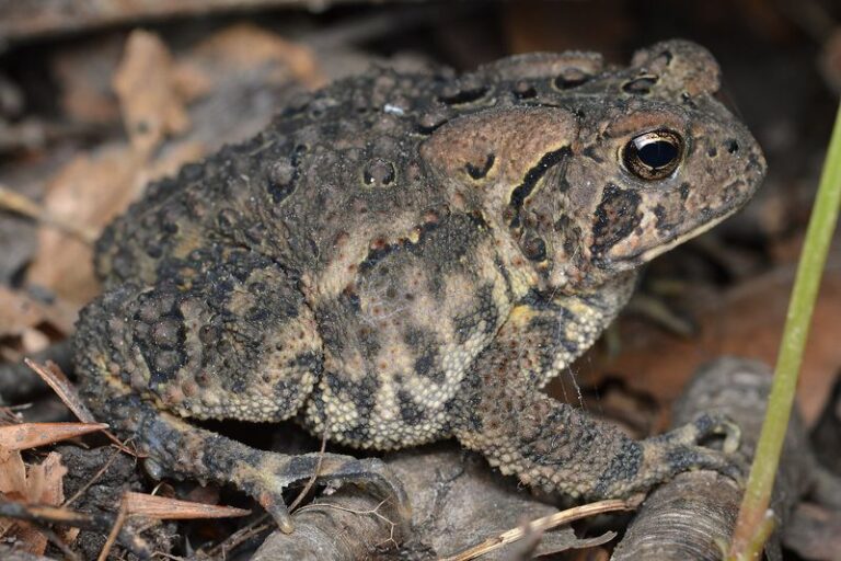 What It Really Means When Toads Move Into Your North Carolina Garden Beds