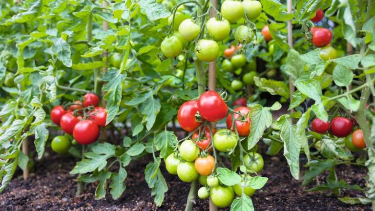 If You Want More Tomatoes This Fall, Here Are 15 Late-Summer Feeding Moves (And 4 Mistakes That Stall The Harvest)