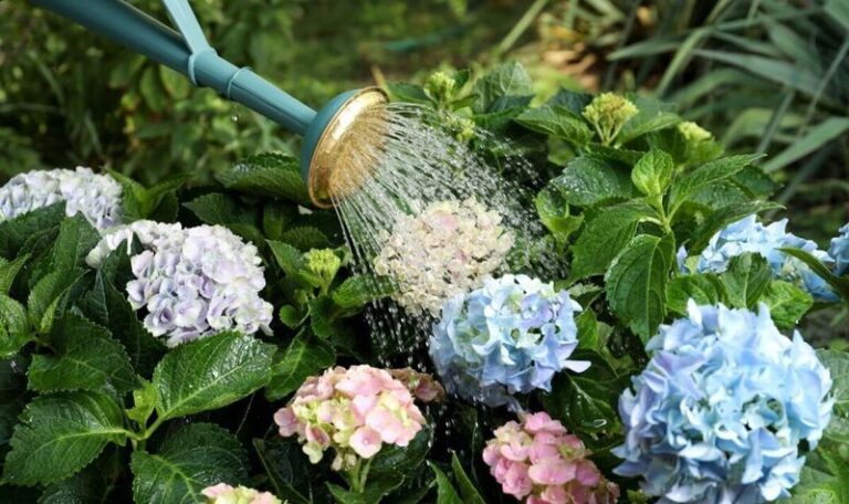 If Your Hydrangeas Wilt Fast In The Heat, Here’s The One Watering Habit Quietly Stressing Their Roots