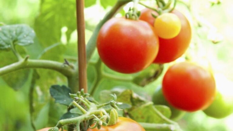 The One Thing North Carolina Fall Tomatoes Need In September Or Blossom End Rot Wrecks The Late Harvest