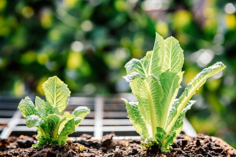 If Your Fall Lettuce Grows Loose Floppy Leaves But Turns Bitter And Milky When You Cut It, Warm Nights Are Stressing It