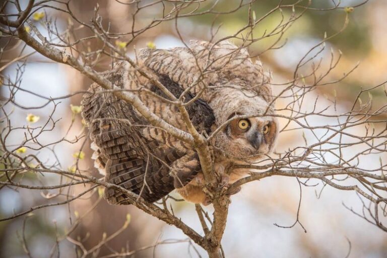 What It Really Means When An Owl Starts Hunting Over Your North Carolina Yard At Night