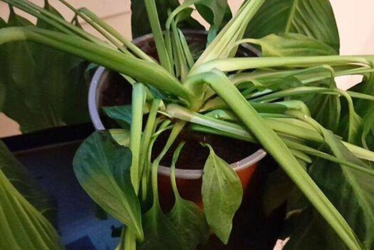 If Your Peace Lily Wilts And Droops Overnight, Here’s The 15-Minute Check That Perks It Back Up