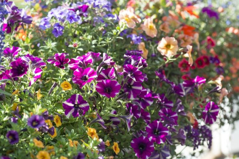 5 Little Habits That Keep Your Petunias Pinched And Pumping Out Bigger Blooms All Summer
