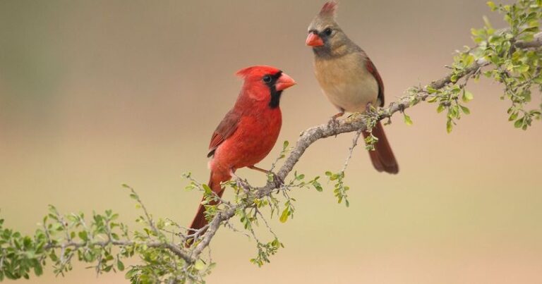 The Native North Carolina Flowers That Keep Cardinals Flashing Red In Your Yard From Spring To Fall