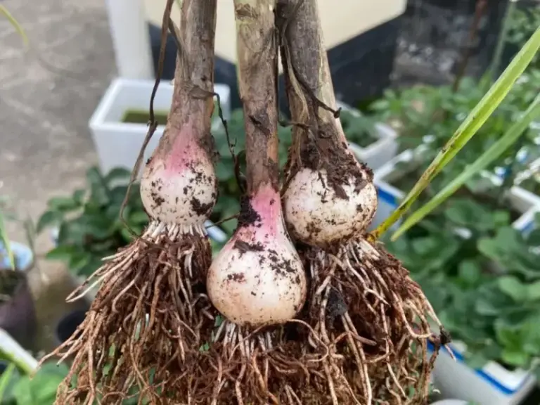 If Your Fall-Planted Garlic Grows Tall Green Tops But Only Tiny Single-Round Bulbs, Shallow Planting May Be One Reason – But Here Is the Full Picture
