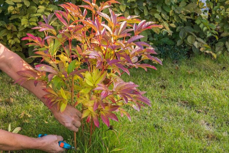 If You Cut Back Every Perennial At Once, Here Are 11 That Actually Bloom Better From A September Trim