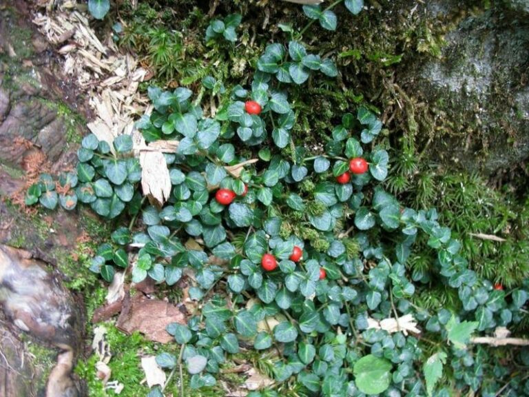 The Native Evergreen Ground Cover That Carpets The Shade Under North Carolina Shrubs For Years