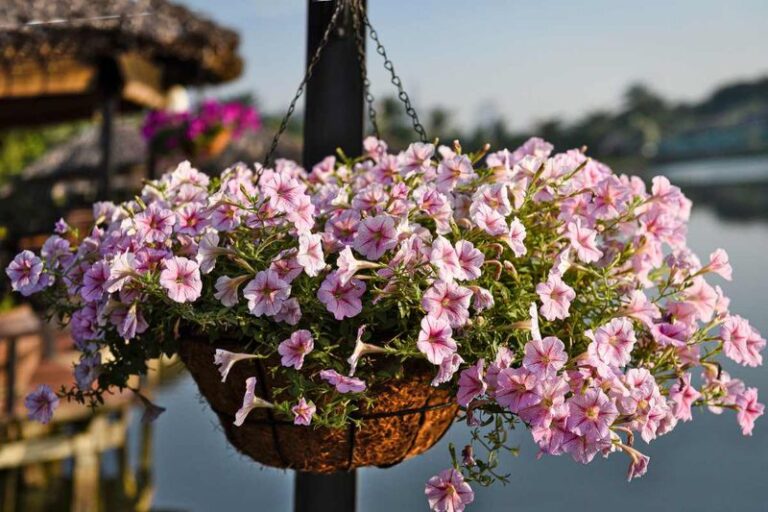 5 Reasons Your Hanging Petunias Droop By Afternoon (And The Quick Midday Rescue)