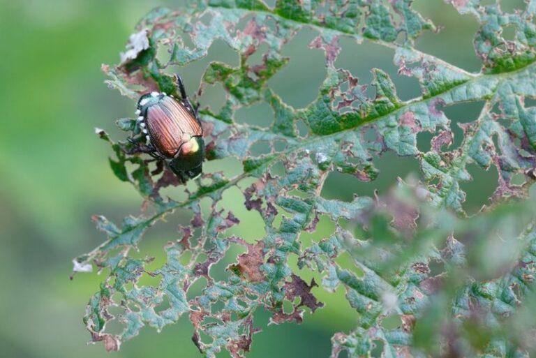 If Japanese Beetles Are Skeletonizing Your Roses, These Scented Plants Send Them Packing, And 3 That Actually Draw Them In
